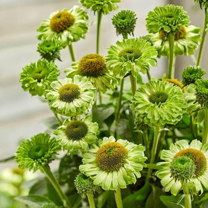 Echinacea hybrida: SUNSEEKERS APPLE GREEN butaşi trandafiri de grădină în ghiveci sau rădăcină liberă