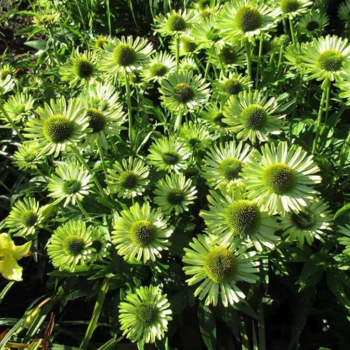 Echinacea hybrida: SUNSEEKERS APPLE GREEN butaşi trandafiri de grădină în ghiveci sau rădăcină liberă