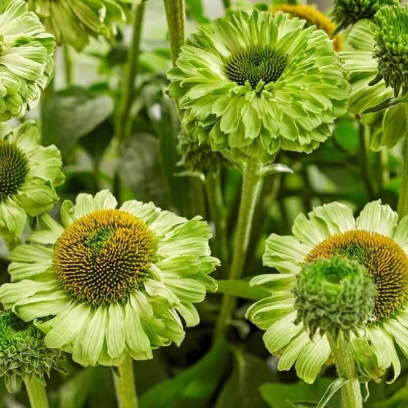 Echinacea hybrida: SUNSEEKERS APPLE GREEN butaşi trandafiri de grădină în ghiveci sau rădăcină liberă