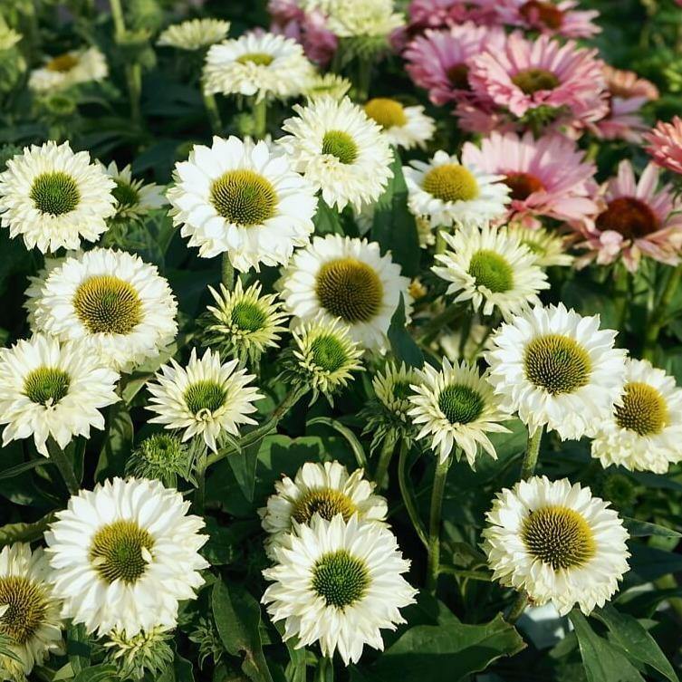 Echinacea hybrida: SUNSEEKERS WHITE PERFECTION butaşi trandafiri de grădină în ghiveci sau rădăcină liberă