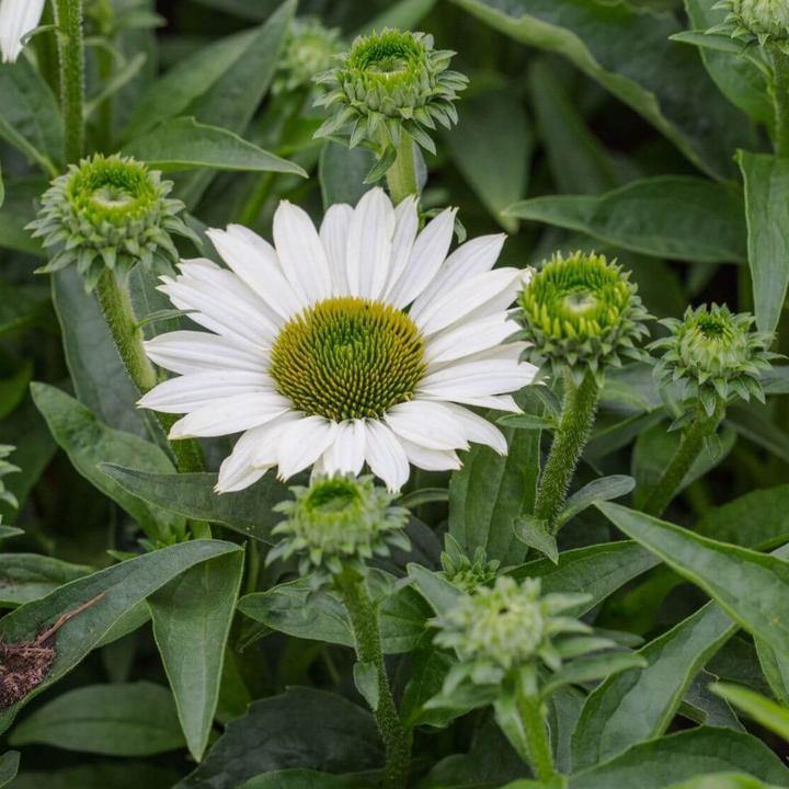 Echinacea hybrida: SUNSEEKERS WHITE PERFECTION butaşi trandafiri de grădină în ghiveci sau rădăcină liberă