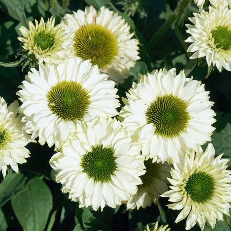 Echinacea hybrida: SUNSEEKERS WHITE PERFECTION butaşi trandafiri de grădină în ghiveci sau rădăcină liberă