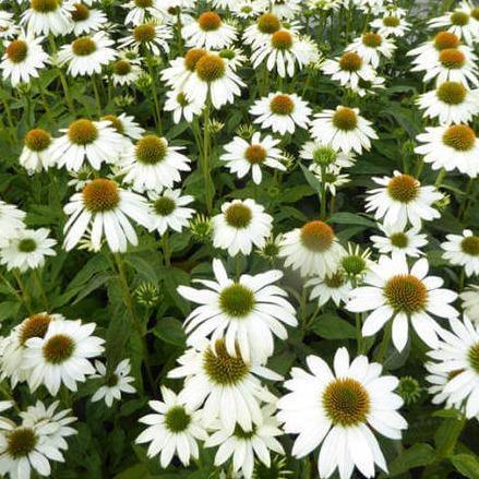 Echinacea hybrida: SUNSEEKERS WHITE PERFECTION butaşi trandafiri de grădină în ghiveci sau rădăcină liberă