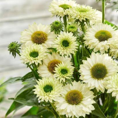 Echinacea hybrida: SUNSEEKERS WHITE PERFECTION butaşi trandafiri de grădină în ghiveci sau rădăcină liberă