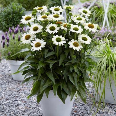 Echinacea hybrida: SUNSEEKERS WHITE PERFECTION butaşi trandafiri de grădină în ghiveci sau rădăcină liberă