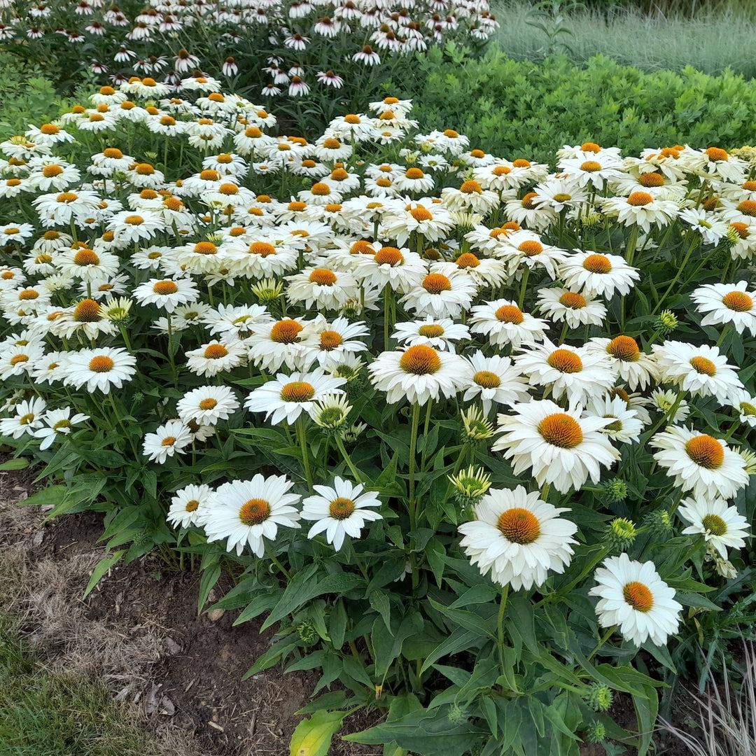 ECHINACEA JS IVO S POEM Plants butaşi trandafiri de grădină în ghiveci sau rădăcină liberă