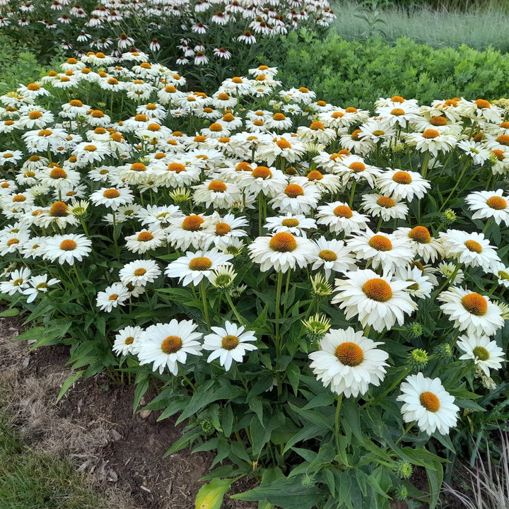 ECHINACEA JS IVO S POEM Plants butaşi trandafiri de grădină în ghiveci sau rădăcină liberă