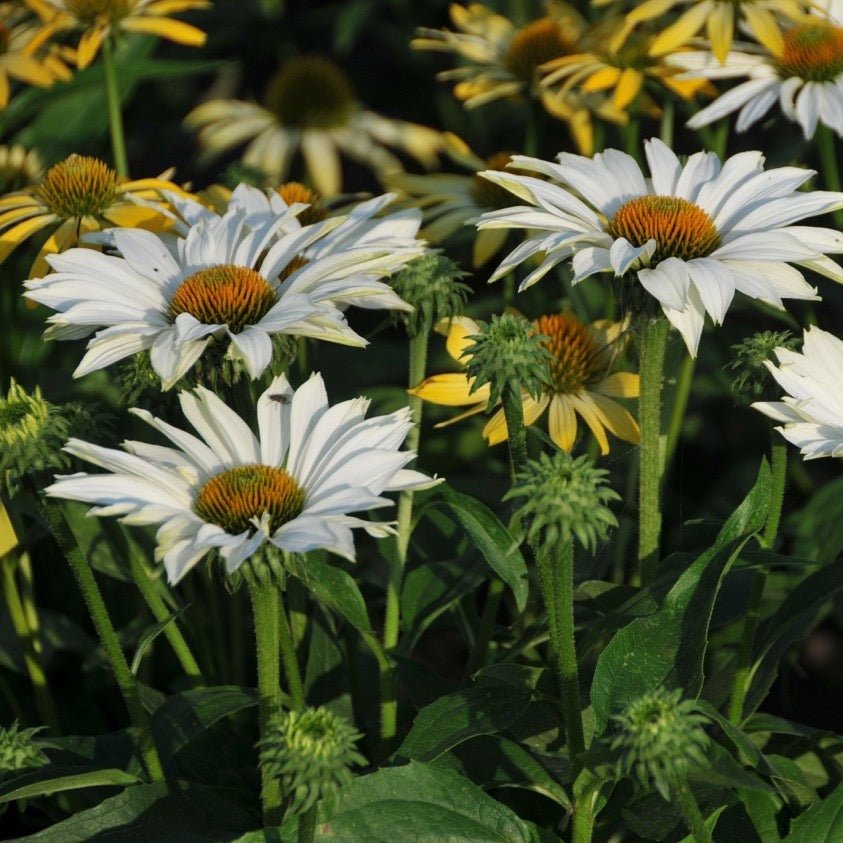 ECHINACEA JS IVO S POEM Plants butaşi trandafiri de grădină în ghiveci sau rădăcină liberă