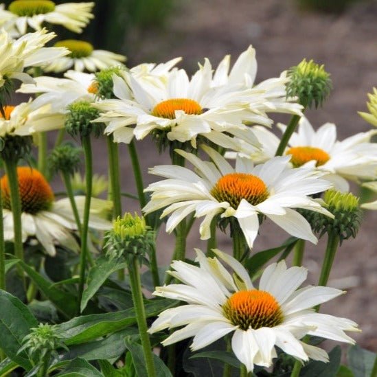 ECHINACEA JS IVO S POEM Plants butaşi trandafiri de grădină în ghiveci sau rădăcină liberă