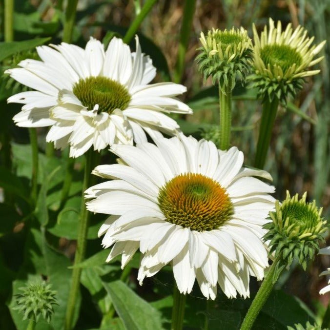 ECHINACEA JS IVO S POEM Plants butaşi trandafiri de grădină în ghiveci sau rădăcină liberă