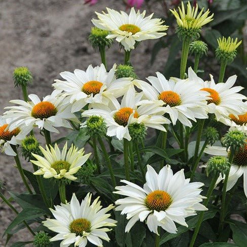 ECHINACEA JS IVO S POEM Plants butaşi trandafiri de grădină în ghiveci sau rădăcină liberă