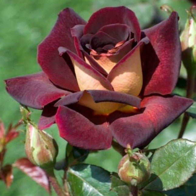 Eddy Mitchell ® Trandafir Teahibrid butaşi trandafiri de grădină în ghiveci sau rădăcină liberă