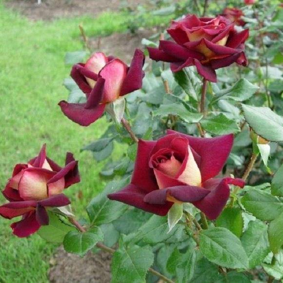Eddy Mitchell ® Trandafir Teahibrid butaşi trandafiri de grădină în ghiveci sau rădăcină liberă