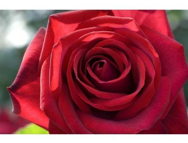 Edith Piaf ® Trandafir Teahibrid butaşi trandafiri de grădină în ghiveci sau rădăcină liberă