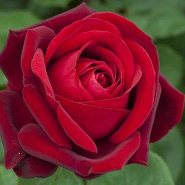 Edith Piaf ® Trandafir Teahibrid butaşi trandafiri de grădină în ghiveci sau rădăcină liberă