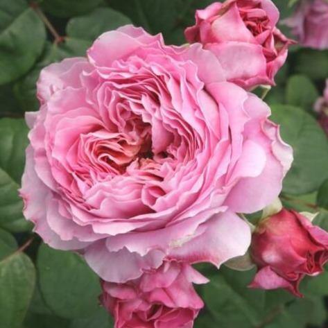 Eisvogel ® Trandafir Teahibrid butaşi trandafiri de grădină în ghiveci sau rădăcină liberă