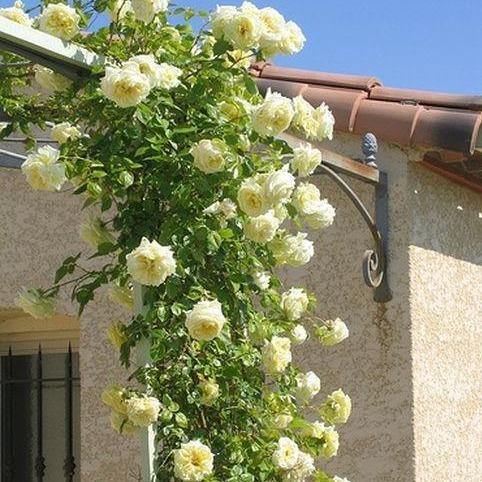 ELFE ® Butasi trandafiri de gradina butaşi trandafiri de grădină în ghiveci sau rădăcină liberă