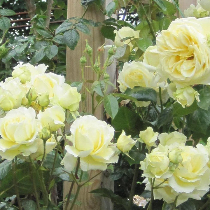 ELFE ® Butasi trandafiri de gradina butaşi trandafiri de grădină în ghiveci sau rădăcină liberă