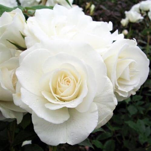 Elvis ® Trandafir Teahibrid butaşi trandafiri de grădină în ghiveci sau rădăcină liberă