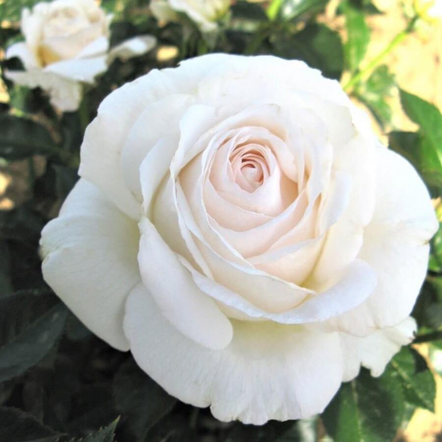 Elvis ® Trandafir Teahibrid butaşi trandafiri de grădină în ghiveci sau rădăcină liberă