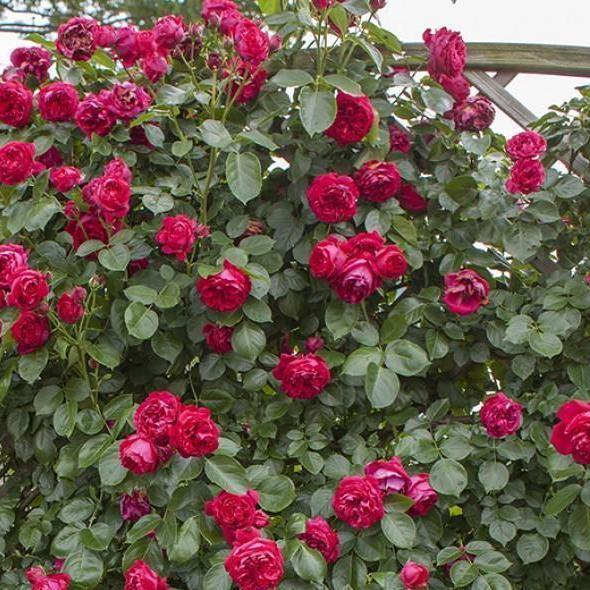 Eric Tabarly ( RED EDEN ROSE ) ® Trandafir Cățărător Urcător butaşi trandafiri de grădină în ghiveci sau rădăcină liberă
