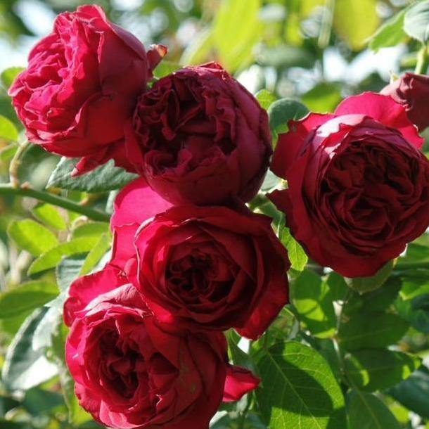 Eric Tabarly ( RED EDEN ROSE ) ® Trandafir Cățărător Urcător butaşi trandafiri de grădină în ghiveci sau rădăcină liberă