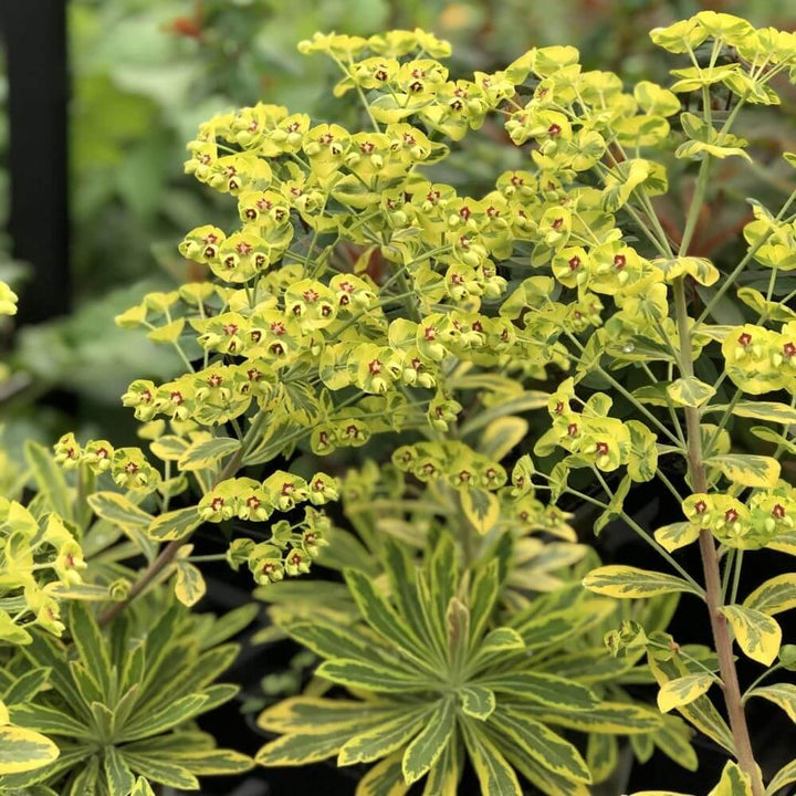 Euphorbia Ascott Rainbow Perene butaşi trandafiri de grădină în ghiveci sau rădăcină liberă