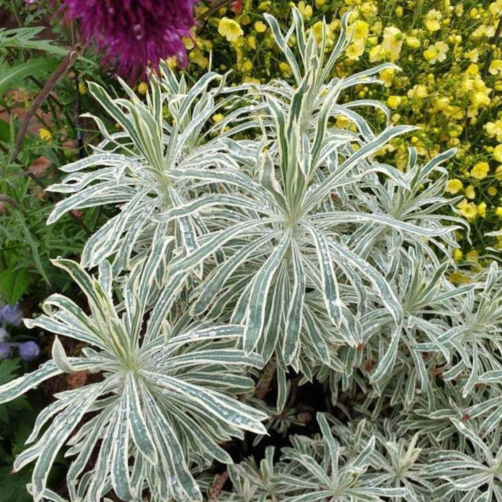 Euphorbia characias: TASMANIAN TIGER butaşi trandafiri de grădină în ghiveci sau rădăcină liberă