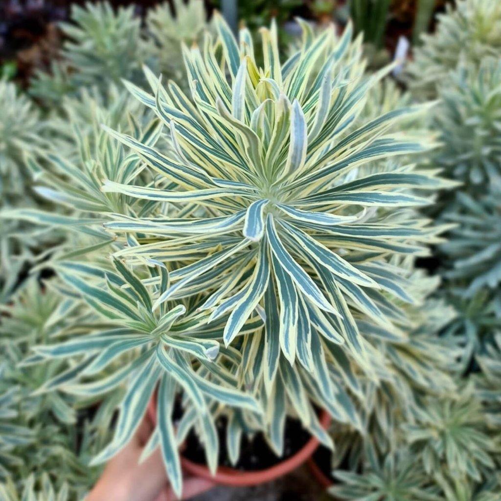 Euphorbia characias: TASMANIAN TIGER butaşi trandafiri de grădină în ghiveci sau rădăcină liberă