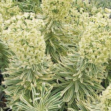 Euphorbia characias: TASMANIAN TIGER butaşi trandafiri de grădină în ghiveci sau rădăcină liberă
