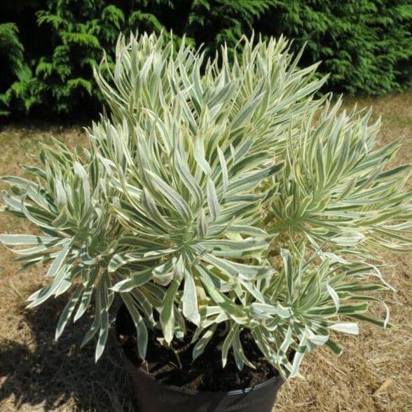 Euphorbia characias: TASMANIAN TIGER butaşi trandafiri de grădină în ghiveci sau rădăcină liberă