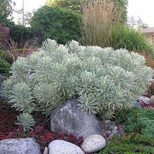 Euphorbia characias: TASMANIAN TIGER butaşi trandafiri de grădină în ghiveci sau rădăcină liberă