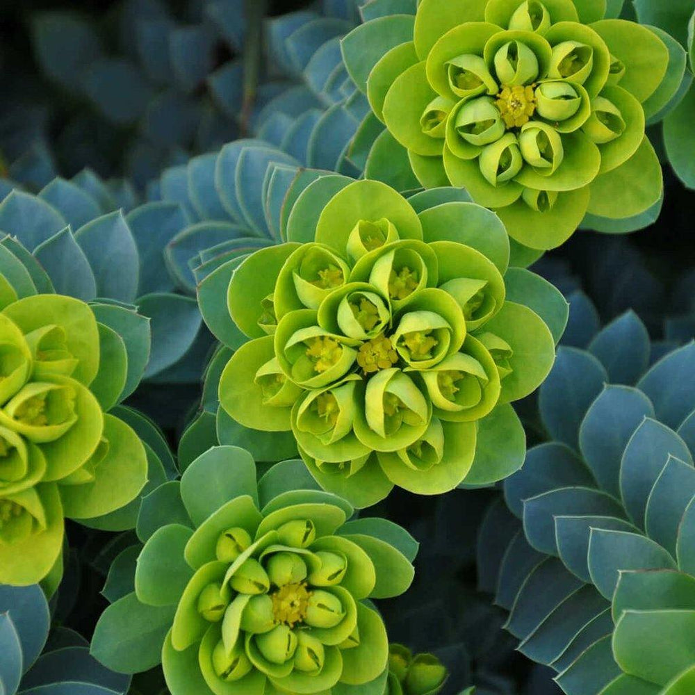 Euphorbia MYRSINITES butaşi trandafiri de grădină în ghiveci sau rădăcină liberă