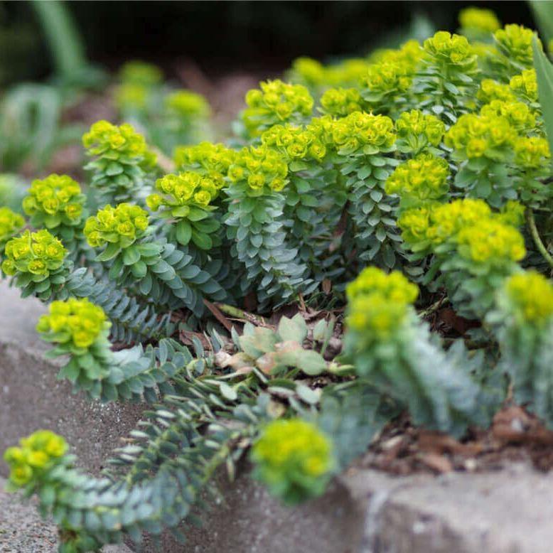 Euphorbia MYRSINITES butaşi trandafiri de grădină în ghiveci sau rădăcină liberă