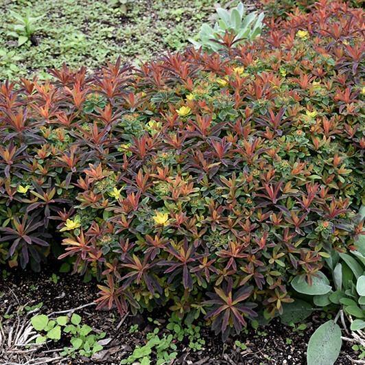 Euphorbia X Polychroma: BONFIRE butaşi trandafiri de grădină în ghiveci sau rădăcină liberă