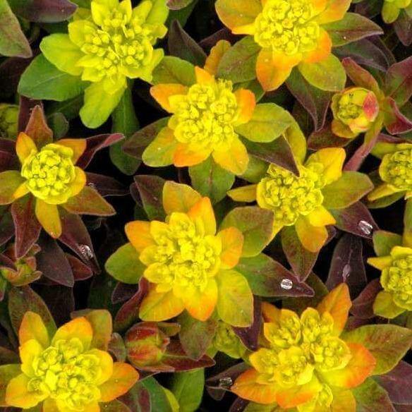 Euphorbia X Polychroma: BONFIRE butaşi trandafiri de grădină în ghiveci sau rădăcină liberă