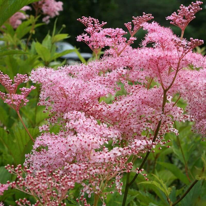 Filipendula Rubra Venusta Magnifica Perene butaşi trandafiri de grădină în ghiveci sau rădăcină liberă