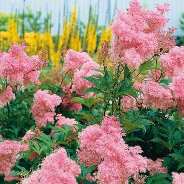 Filipendula Rubra Venusta Magnifica Perene butaşi trandafiri de grădină în ghiveci sau rădăcină liberă