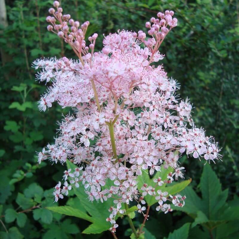 Filipendula Rubra Venusta Magnifica Perene butaşi trandafiri de grădină în ghiveci sau rădăcină liberă