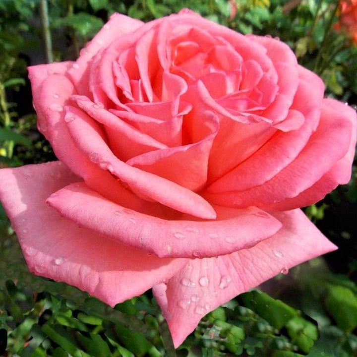 Fragonard ® Trandafir Teahibrid butaşi trandafiri de grădină în ghiveci sau rădăcină liberă