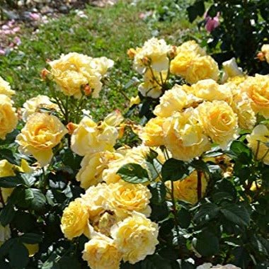 FRANCE INFO ® Butasi trandafiri de gradina butaşi trandafiri de grădină în ghiveci sau rădăcină liberă