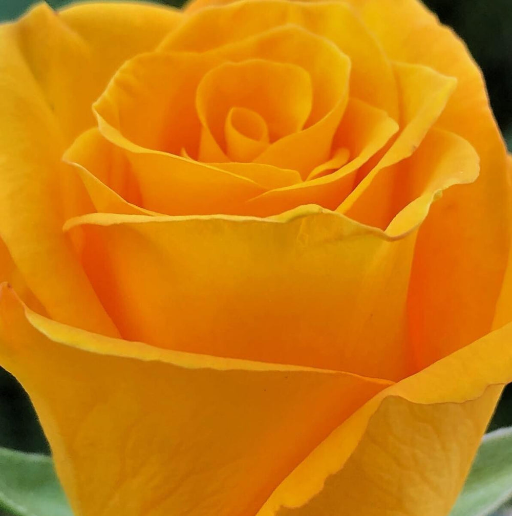 Frisco ® Trandafir Teahibrid butaşi trandafiri de grădină în ghiveci sau rădăcină liberă