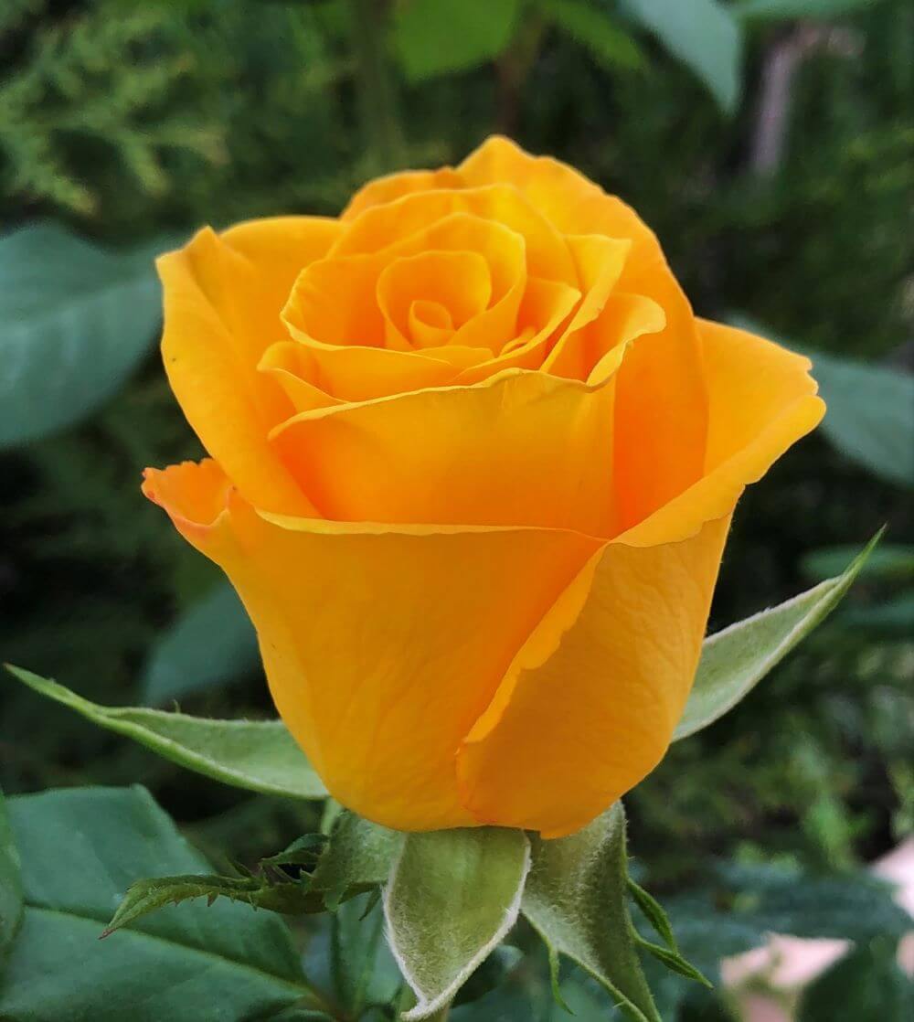 Frisco ® Trandafir Teahibrid butaşi trandafiri de grădină în ghiveci sau rădăcină liberă