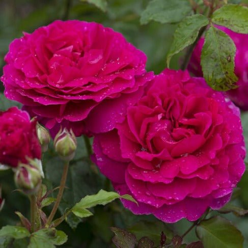 GABRIEL OAK ® Butasi trandafiri de gradina butaşi trandafiri de grădină în ghiveci sau rădăcină liberă
