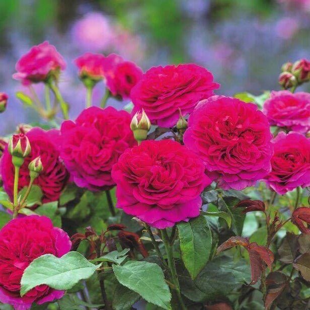 GABRIEL OAK ® Butasi trandafiri de gradina butaşi trandafiri de grădină în ghiveci sau rădăcină liberă