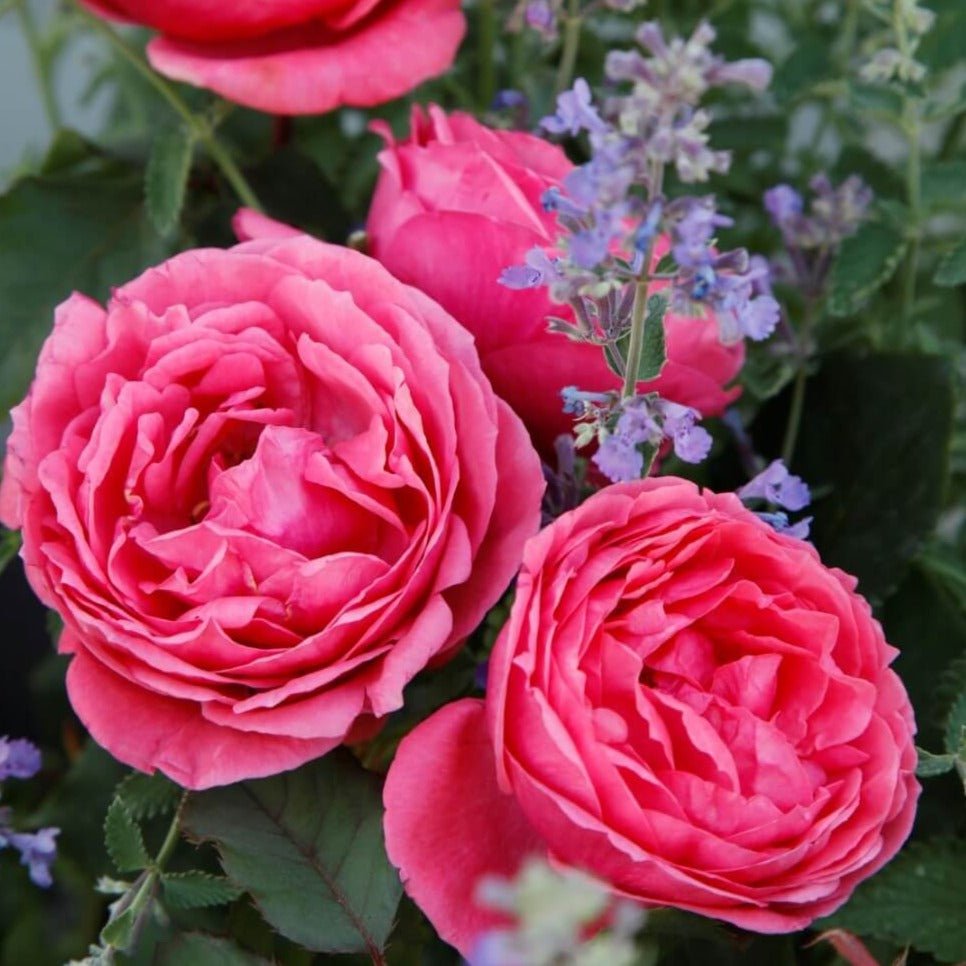 GARDEN PRINCESS MARIE - JOZE ® Butasi trandafiri de gradina butaşi trandafiri de grădină în ghiveci sau rădăcină liberă