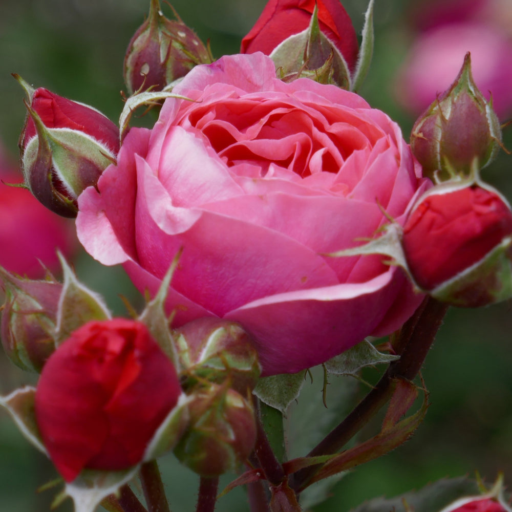 GARDEN PRINCESS MARIE - JOZE ® Butasi trandafiri de gradina butaşi trandafiri de grădină în ghiveci sau rădăcină liberă