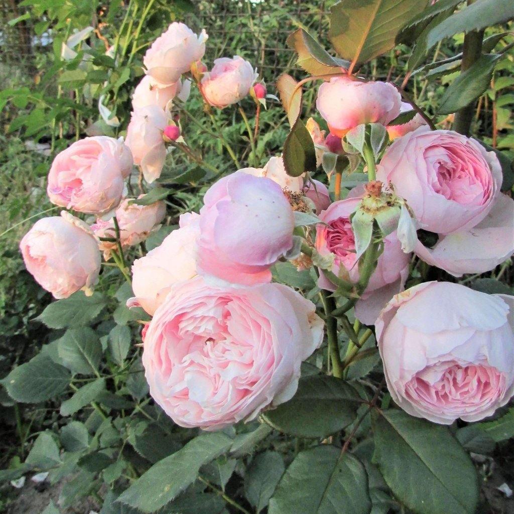 Geoff Hamilton ® Trandafir Englezesc Floribunda butaşi trandafiri de grădină în ghiveci sau rădăcină liberă