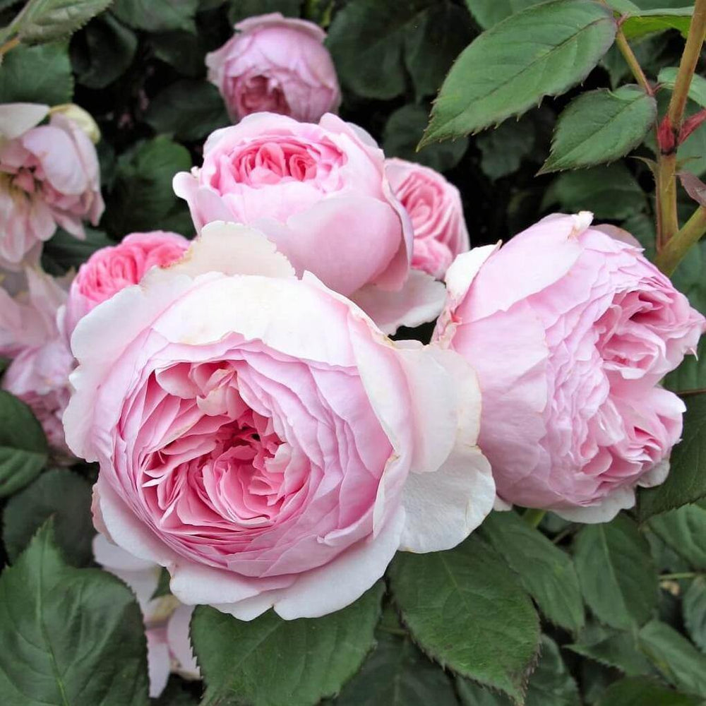 Geoff Hamilton ® Trandafir Englezesc Floribunda butaşi trandafiri de grădină în ghiveci sau rădăcină liberă