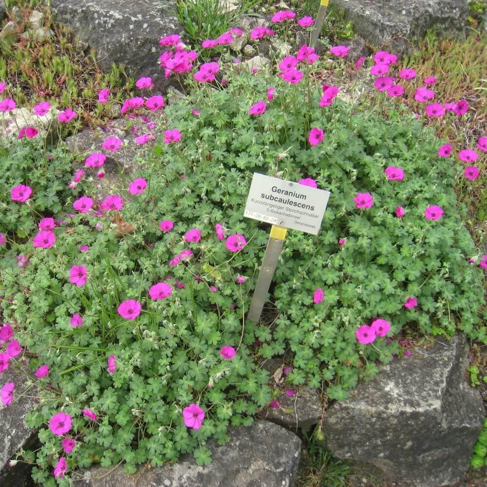 Geranium cinereum: GIUSEPPII butaşi trandafiri de grădină în ghiveci sau rădăcină liberă